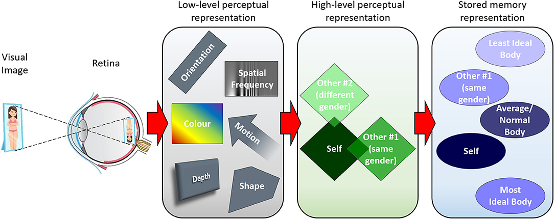 Independent Aftereffects of Fat and Muscle: Implications for neural  encoding, body space representation, and body image disturbance