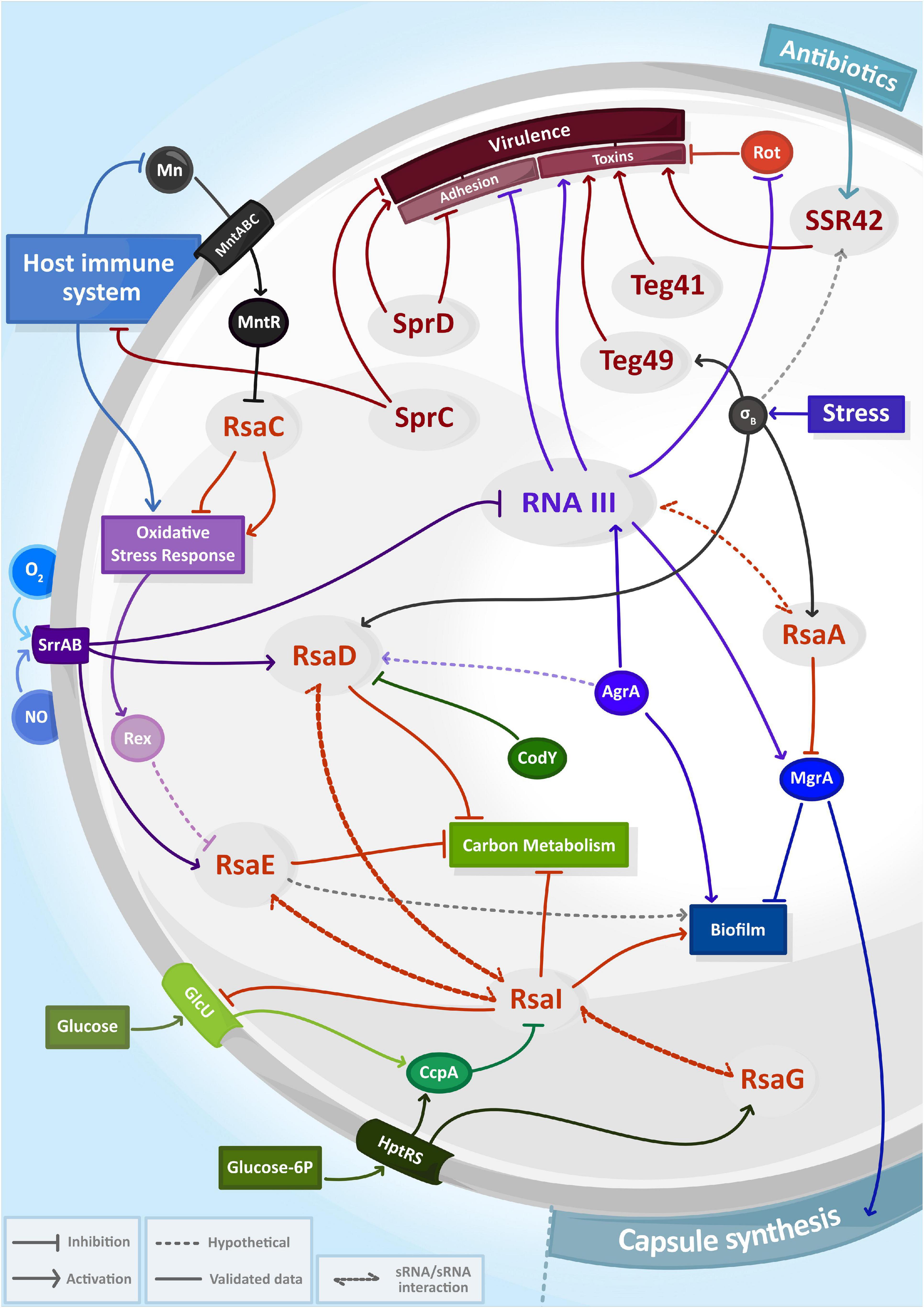 Staphylococcus aureus host interactions and adaptation