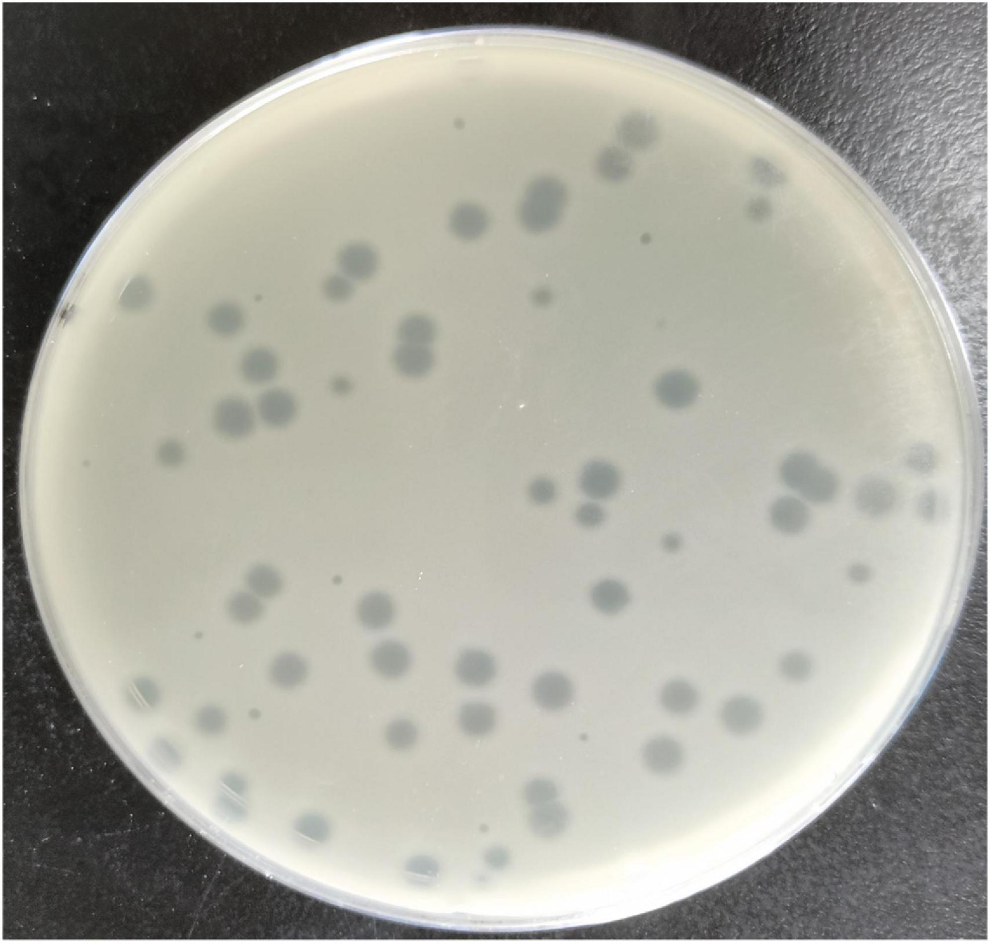 In Glowing Colors: Seeing the Spread of Drug Particles in a Forensic Lab