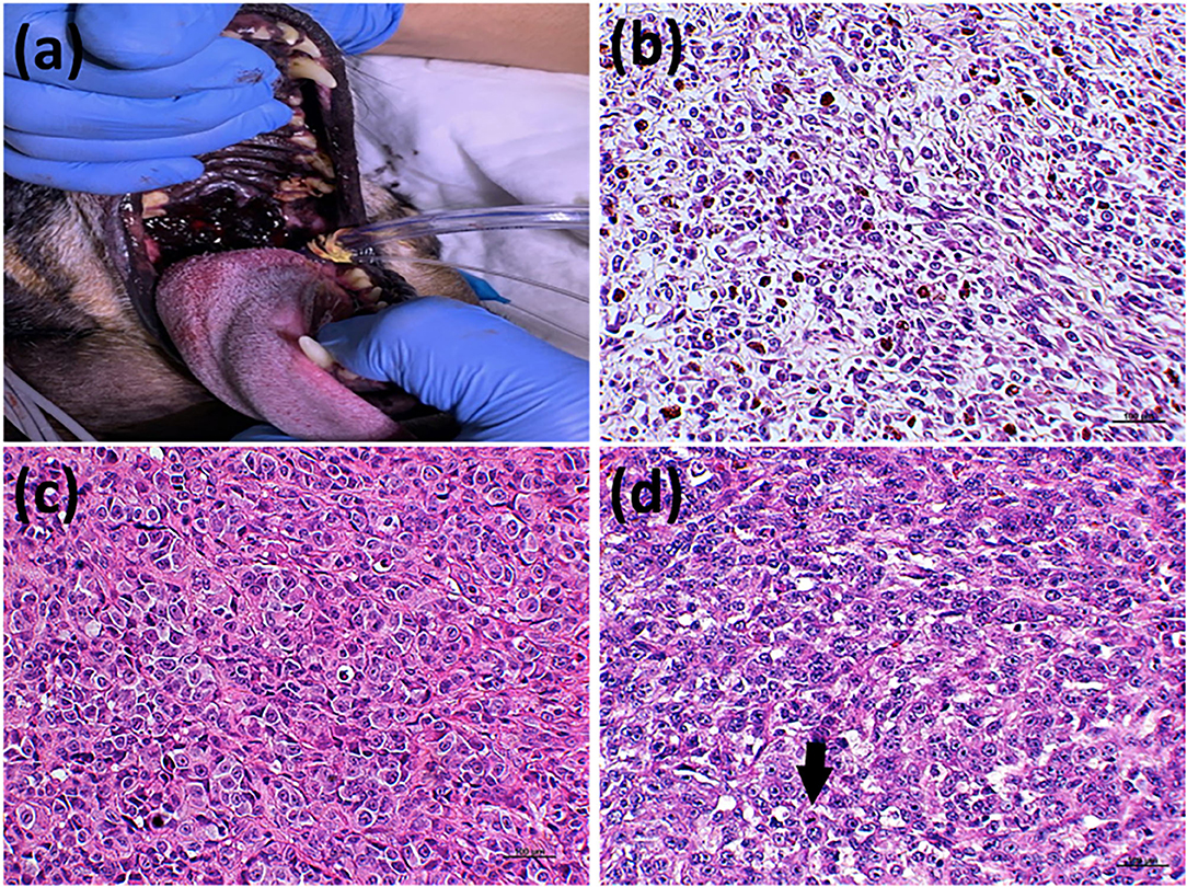 what causes canine oral melanoma