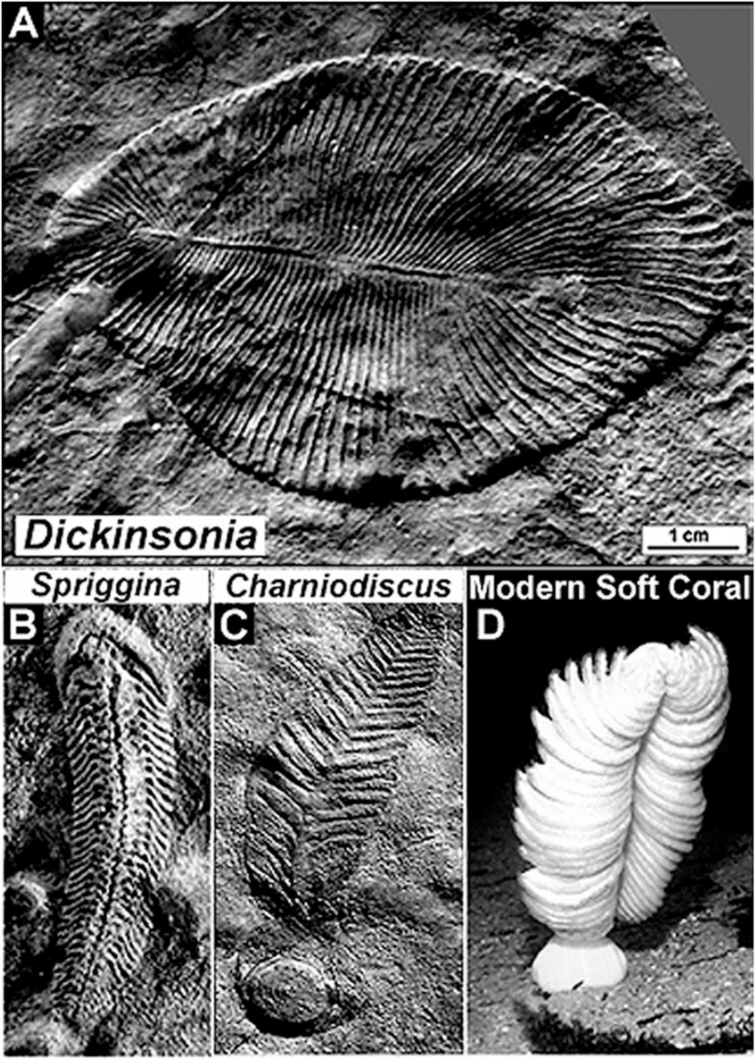 precambrian plants names