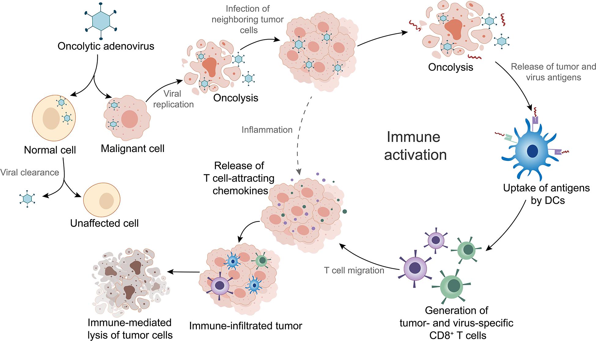 Frontiers | Oncolytic Adenovirus: Prospects for Cancer Immunotherapy