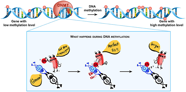 Figure 1 - The DNA contained in each cell of the body can be methylated by a molecule called DNA methyltransferase (DNMT).