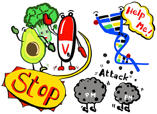 Figure 2 - Vitamins can protect DNA against pollution.