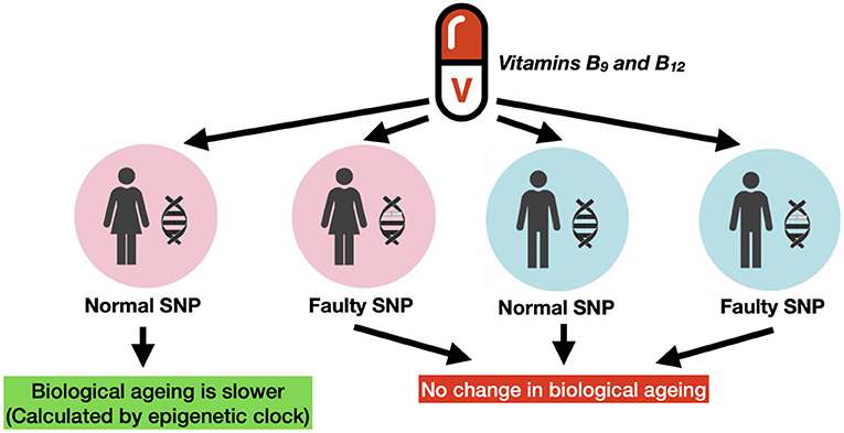 Figure 3 - Effects of vitamin B supplementation on biological aging depend on gender and genetics.