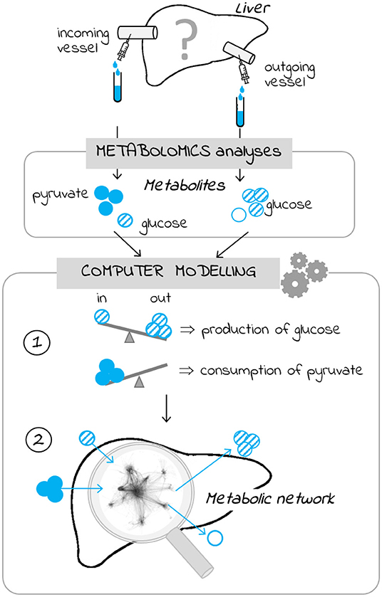 Figure 2 - Understanding liver metabolism using metabolomics and computer modeling.