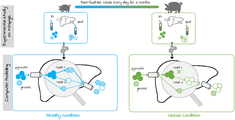 Figure 3 - What is happening in the liver of obese minipigs?