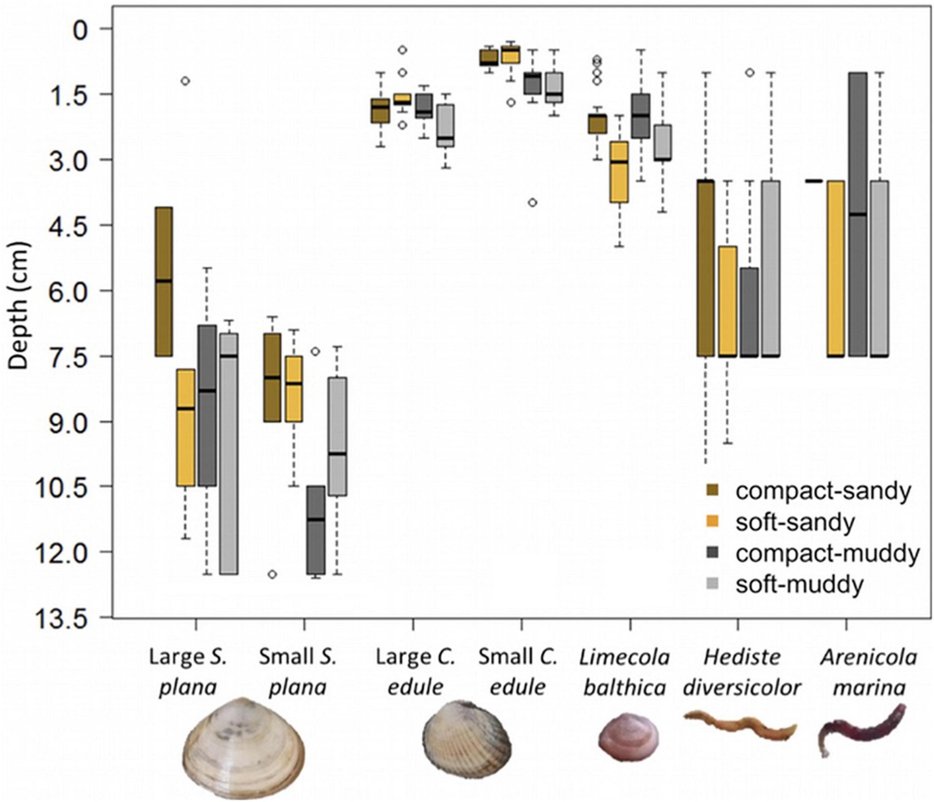 Frontiers  Sediment Bulk Density Effects on Benthic Macrofauna Burrowing  and Bioturbation Behavior