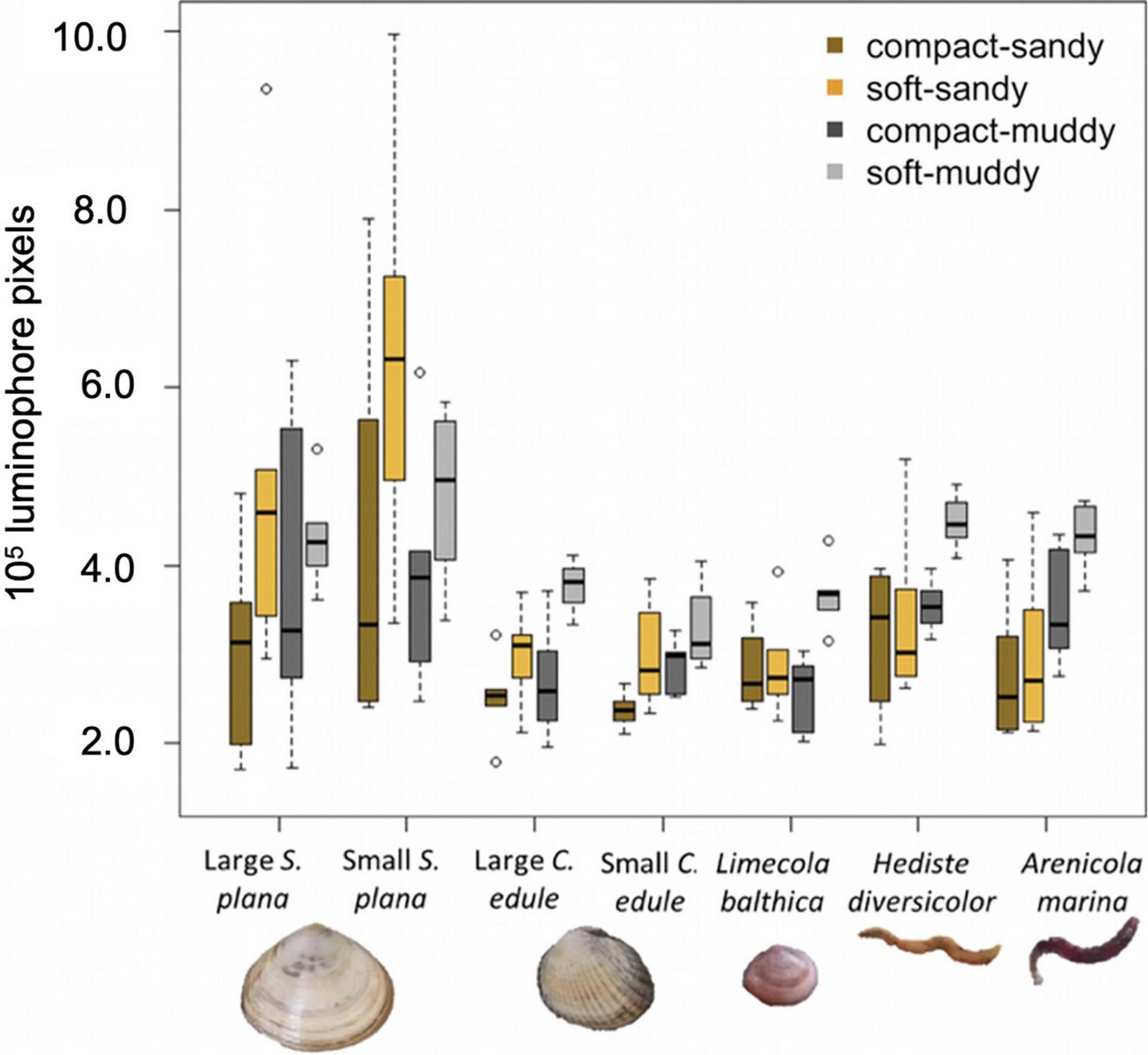 Frontiers  Sediment Bulk Density Effects on Benthic Macrofauna Burrowing  and Bioturbation Behavior