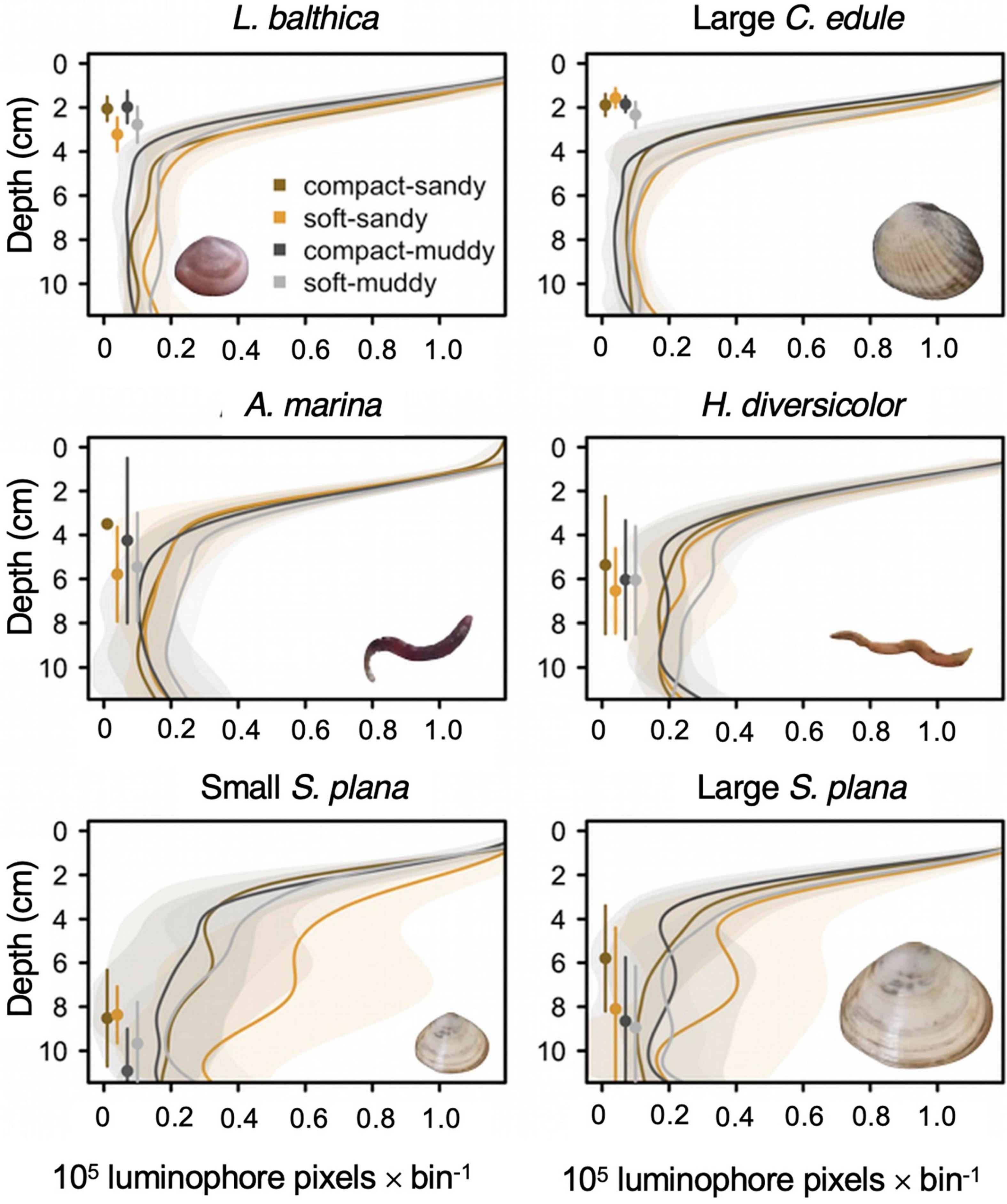 Frontiers  Sediment Bulk Density Effects on Benthic Macrofauna Burrowing  and Bioturbation Behavior