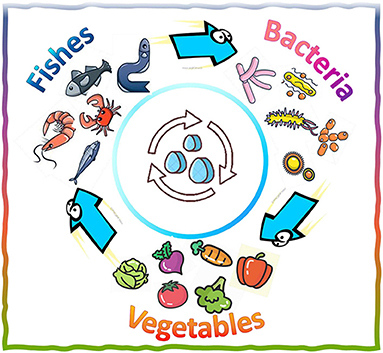 Figure 1 - Water cycle within an aquaponics system.