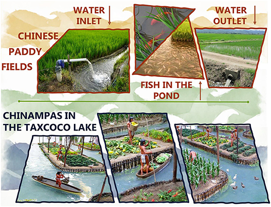 Figure 2 - Aquaponics has been used for about 1,500 years in China, where rice was grown in flooded paddy fields (top).