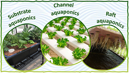 Figure 3 - The three main aquaponic systems.