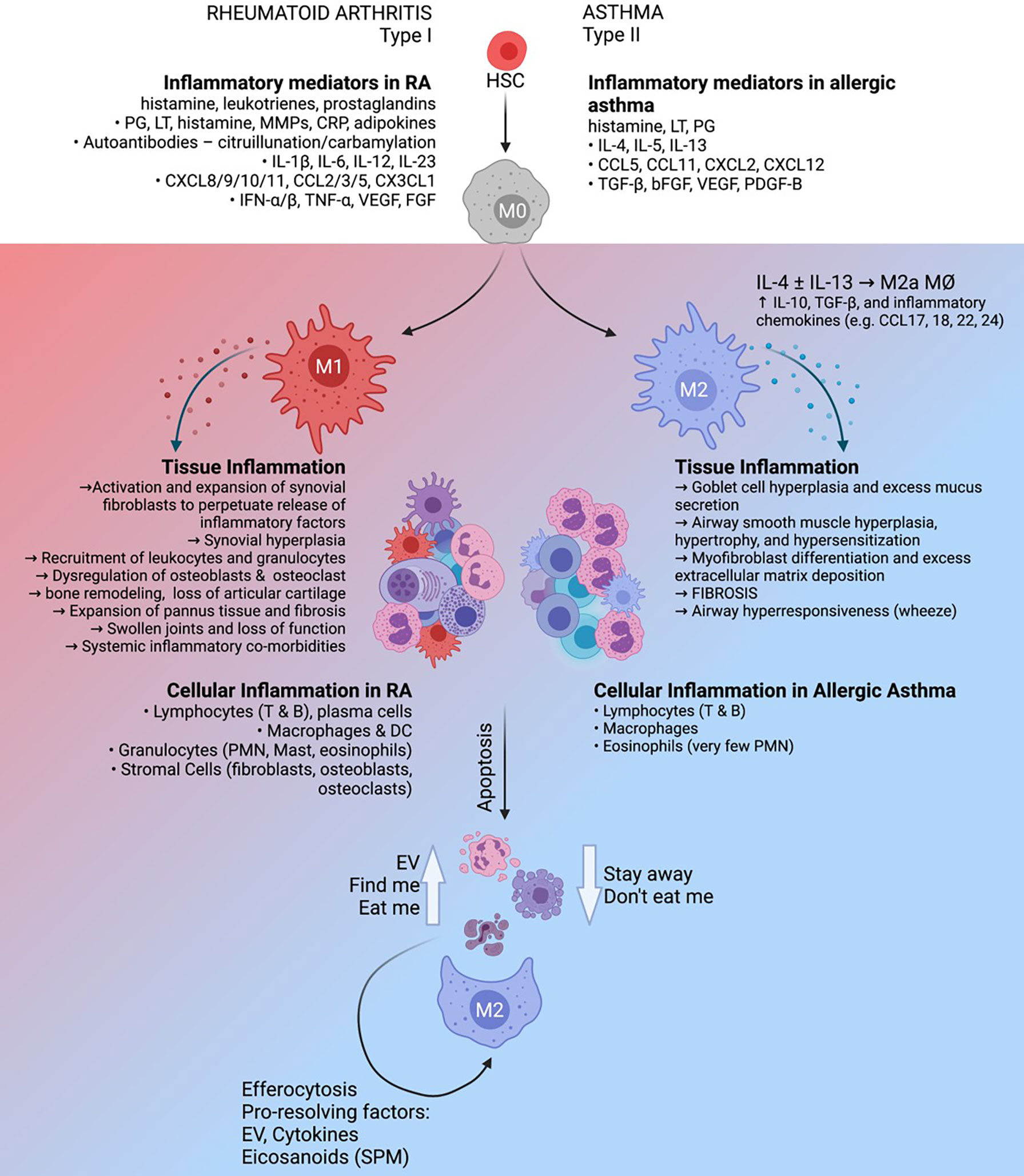 Frontiers | Macrophages: The Good, the Bad, and the Gluttony