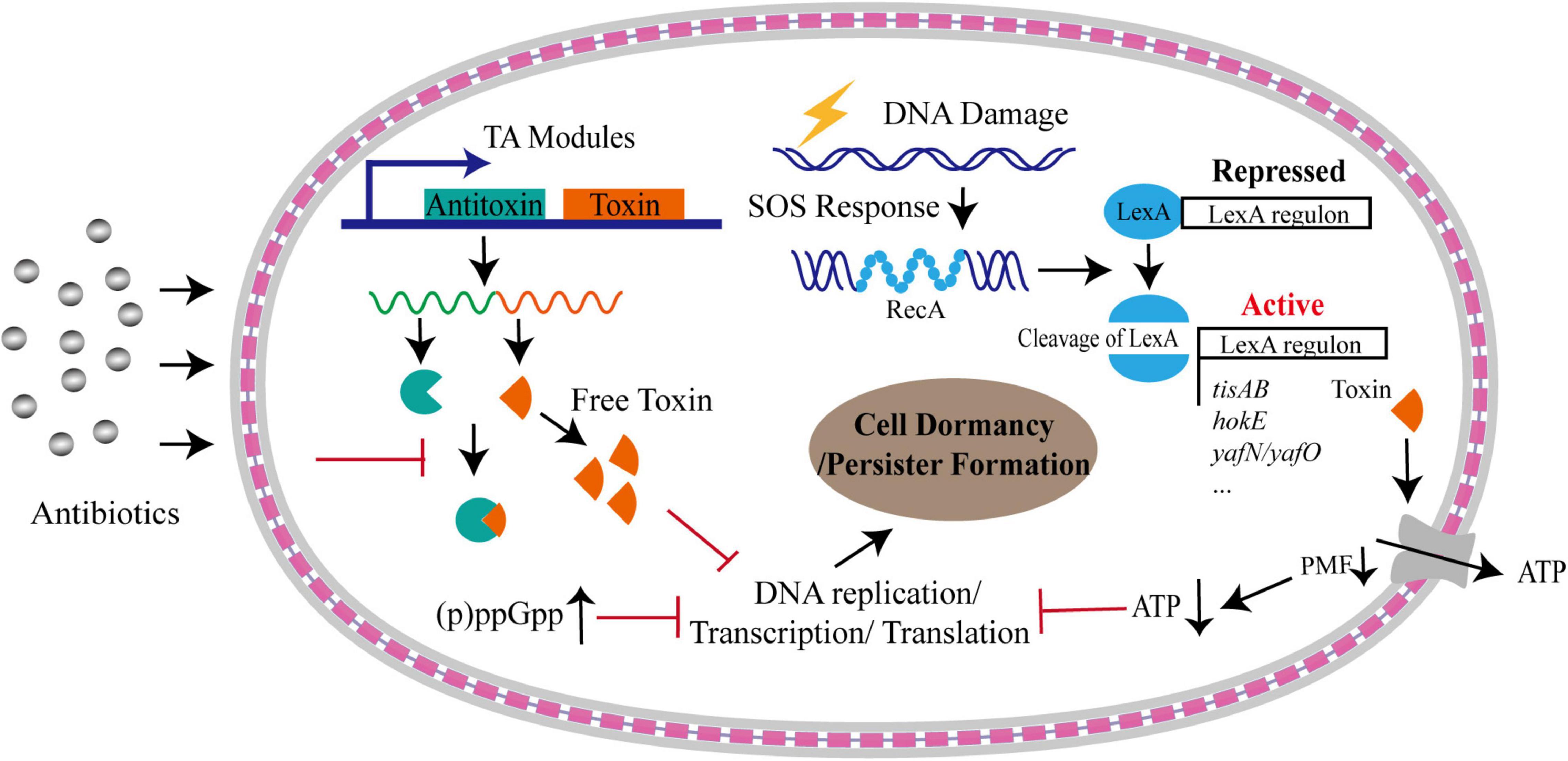 Frontiers  Selective Host Cell Death by Staphylococcus aureus: A Strategy  for Bacterial Persistence