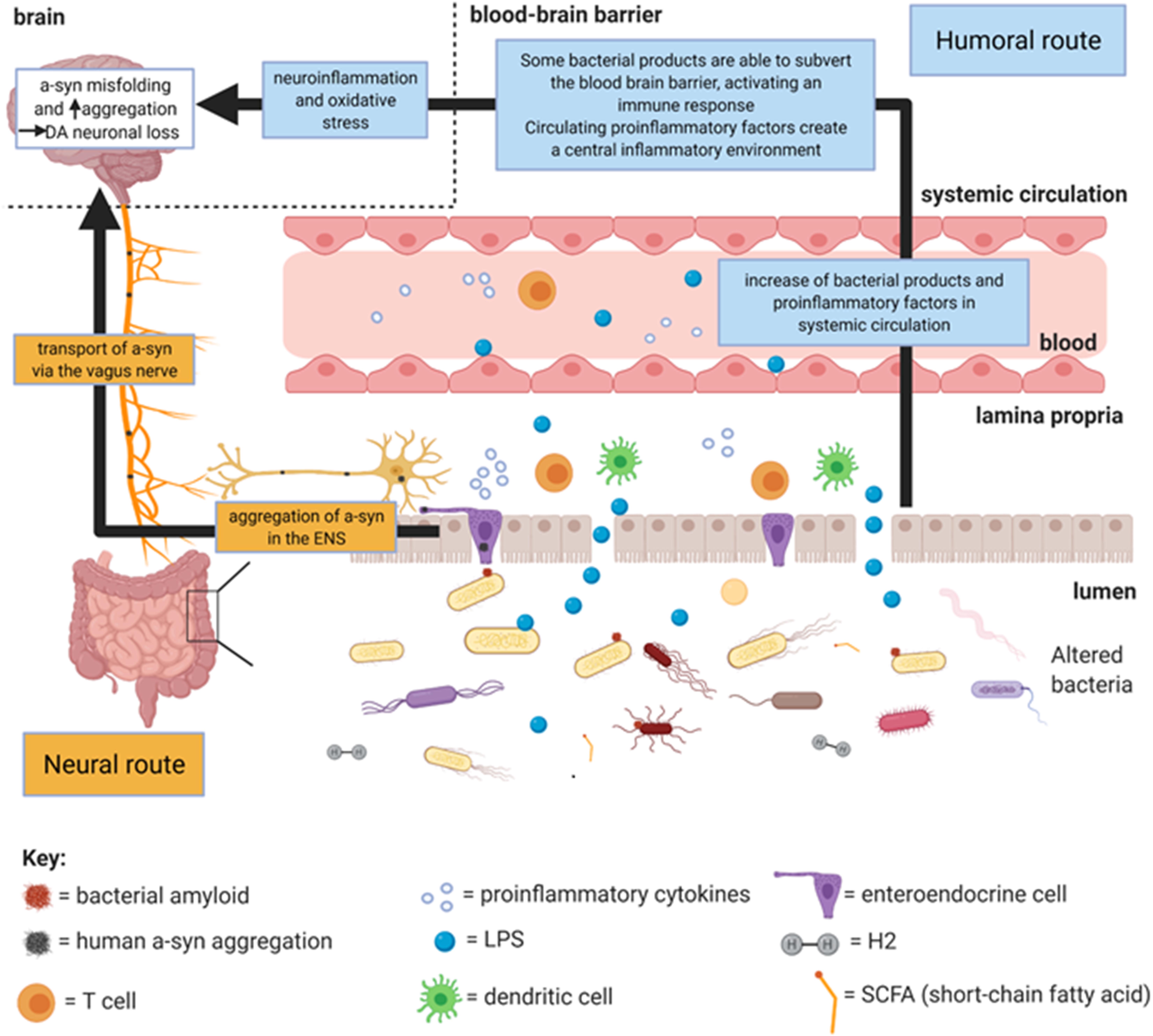 Fiber deprivation and microbiome-borne curli shift gut bacterial  populations and accelerate disease in a mouse model of Parkinson's disease  - ScienceDirect