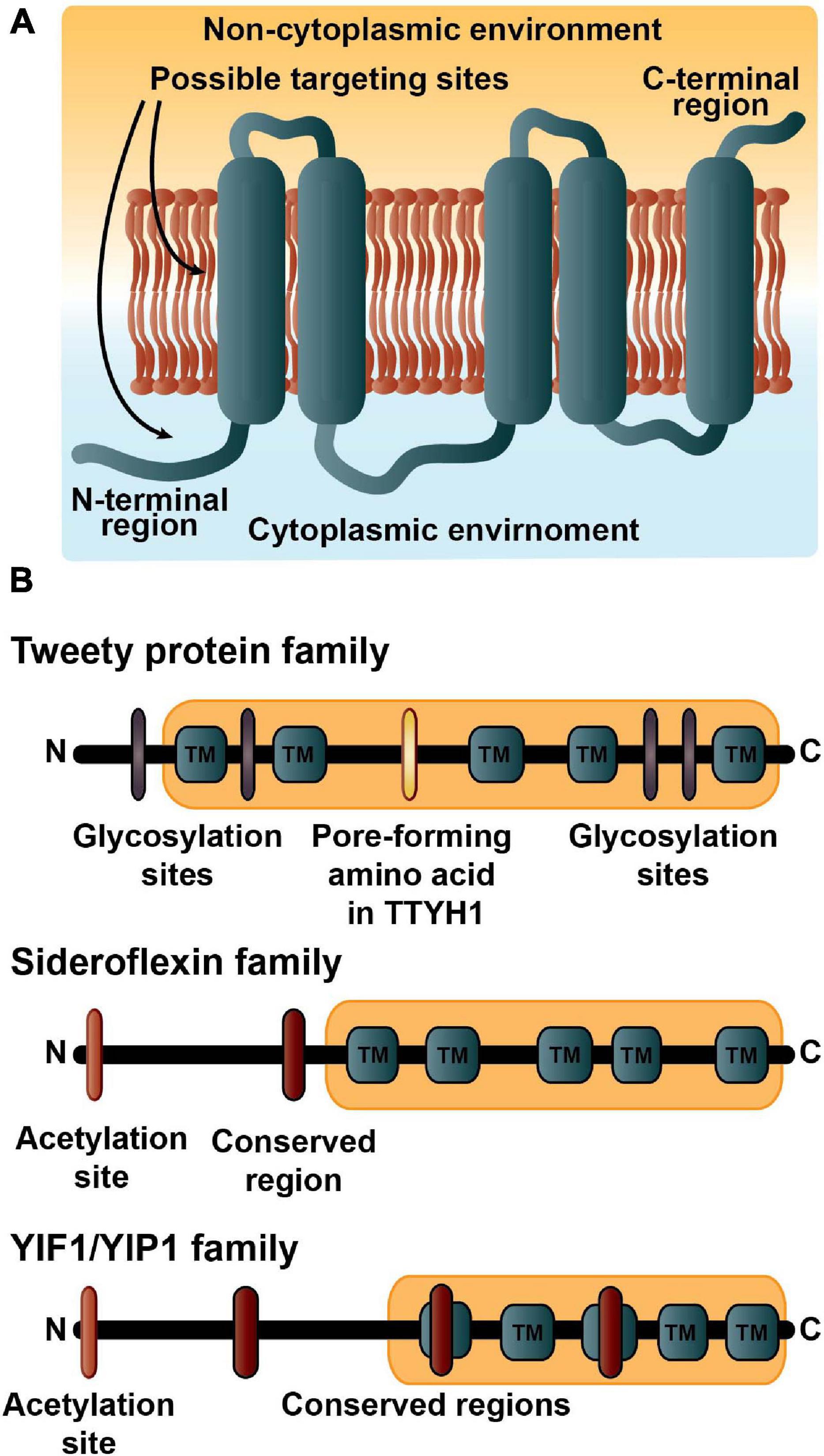 Трансмембранный протеин устройство. Трансмембранный белок перекаченный.