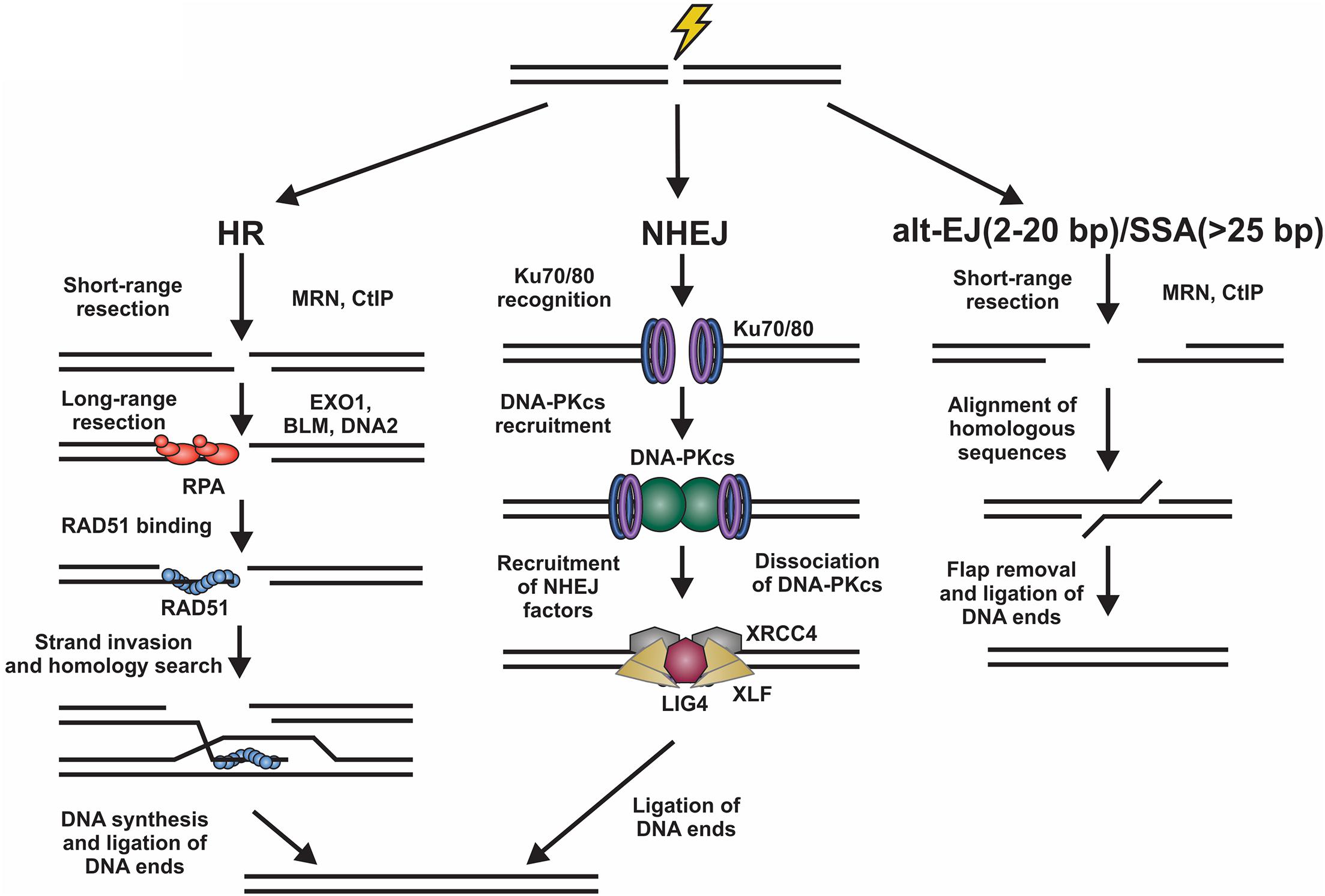 Depletion of RAD51 and BRCA2, which regulate the association of TERRA