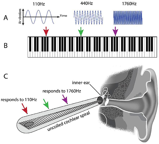 frequency theory of hearing