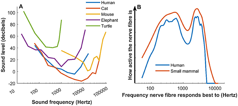 Figure 2 - (A) Audiograms of various species show that humans fall squarely in the middle in terms of frequency range and sensitivity of hearing.