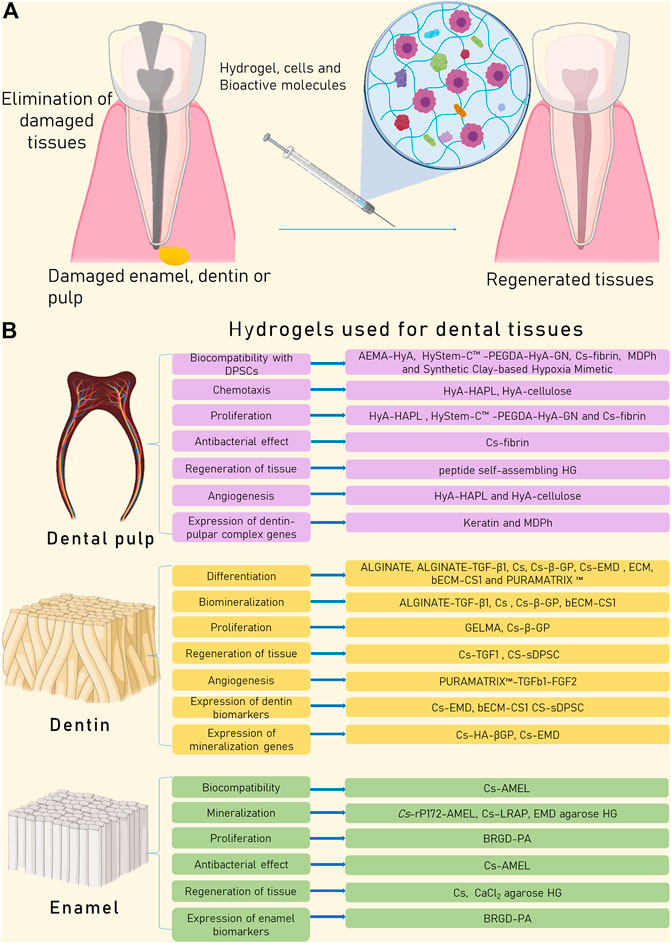 PDF) Biocompatibility of new bioactive resin composite versus