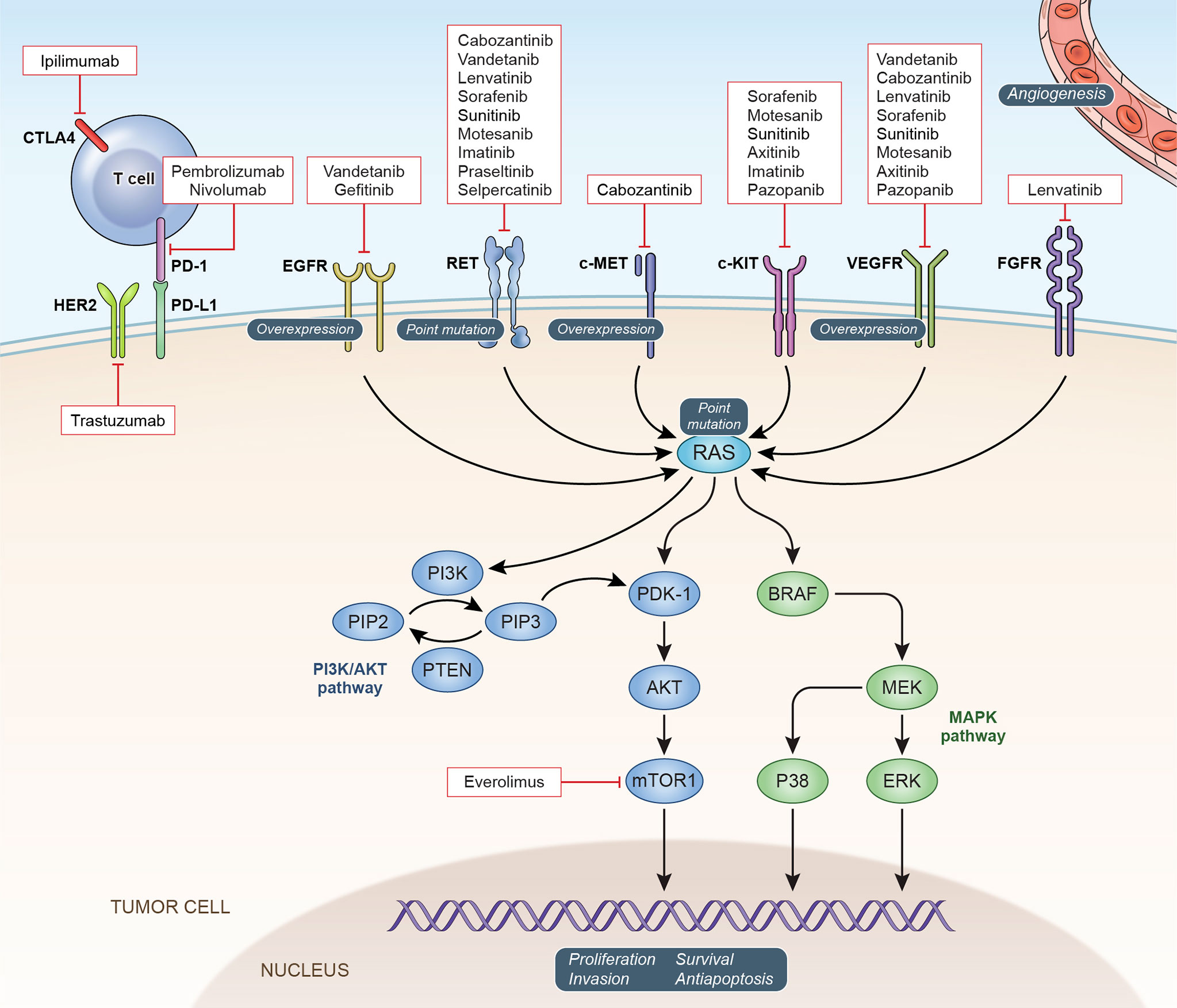 Sporadic Medullary Thyroid Cancer (MTC) - INCA