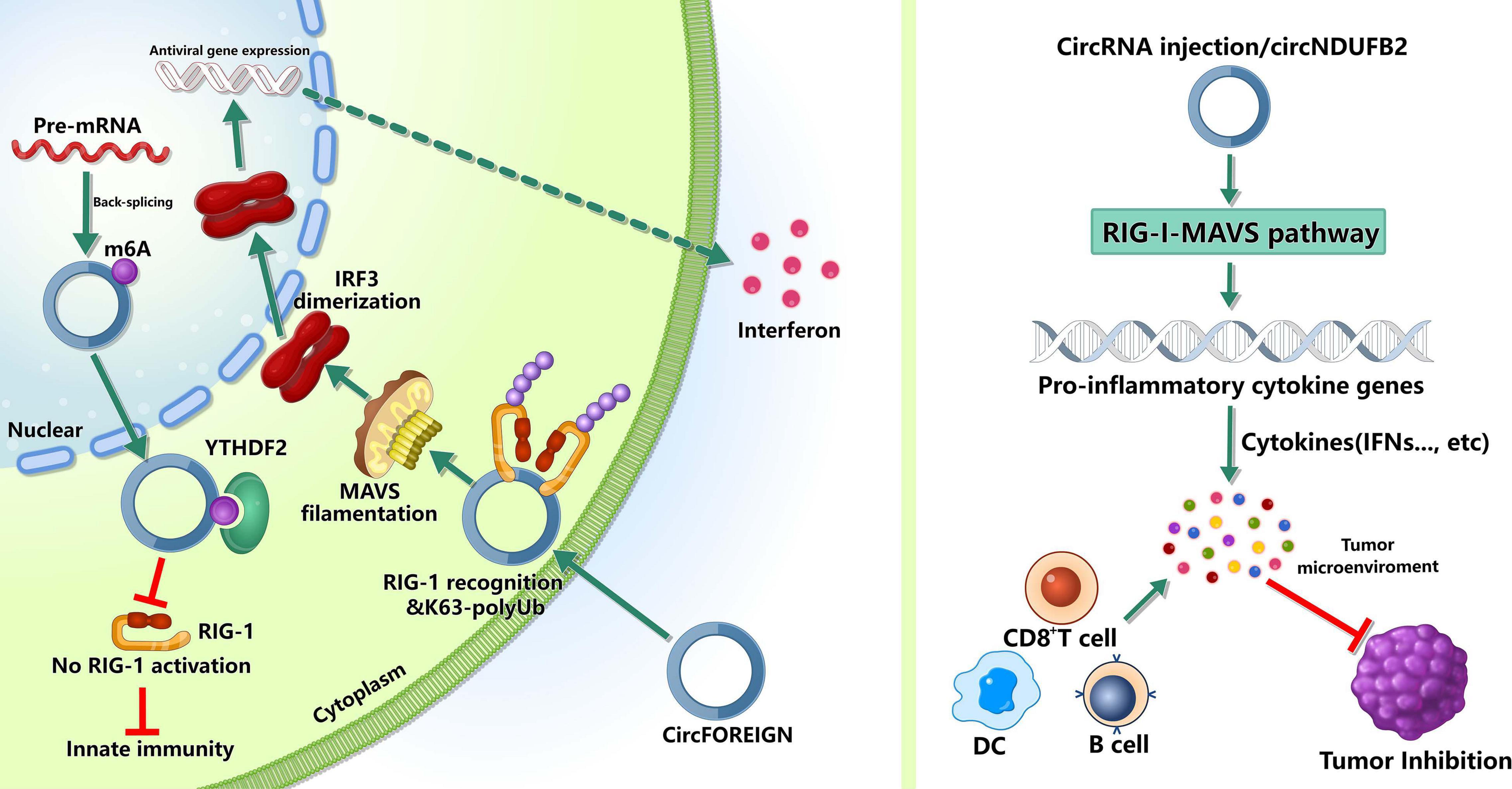 Frontiers | N6-Methyladenosine Modification Opens a New Chapter in ...