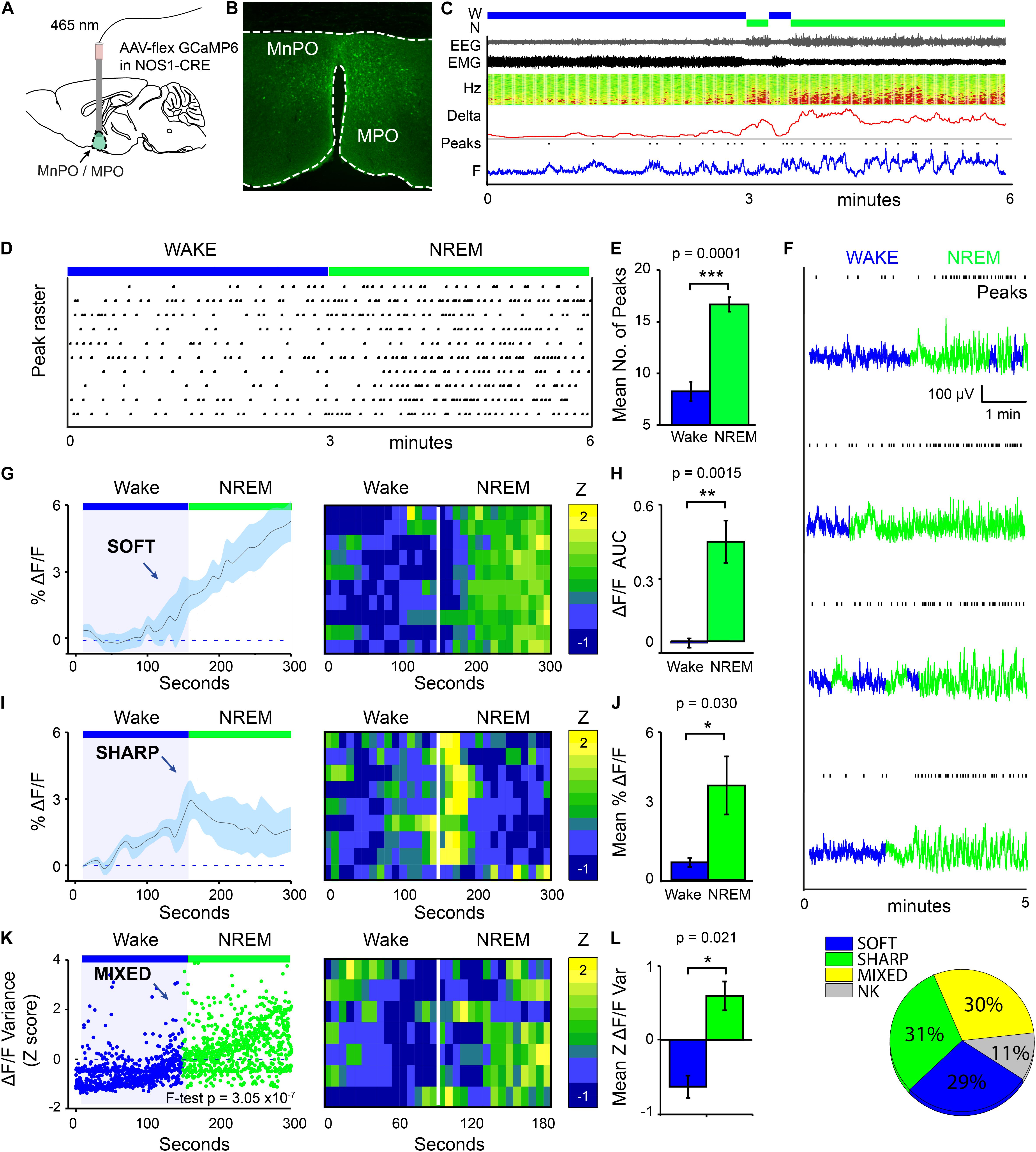 Frontiers | Nitric Oxide Synthase Neurons in the Preoptic