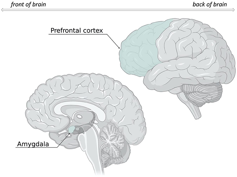 Figure 3 - When we change how we think about a negative situation, several regions within the prefrontal cortex work together to decrease activity in the amygdala.
