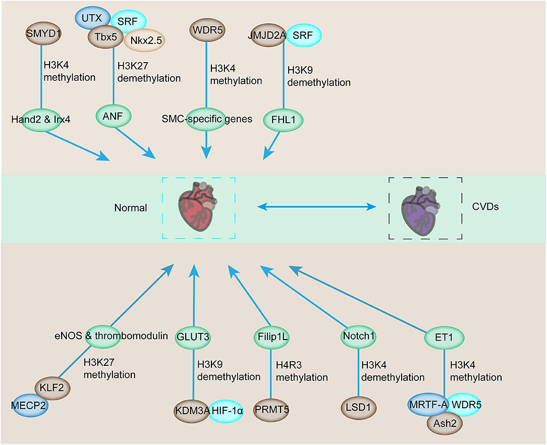 Frontiers | Histone Methylation Related Therapeutic Challenge in 