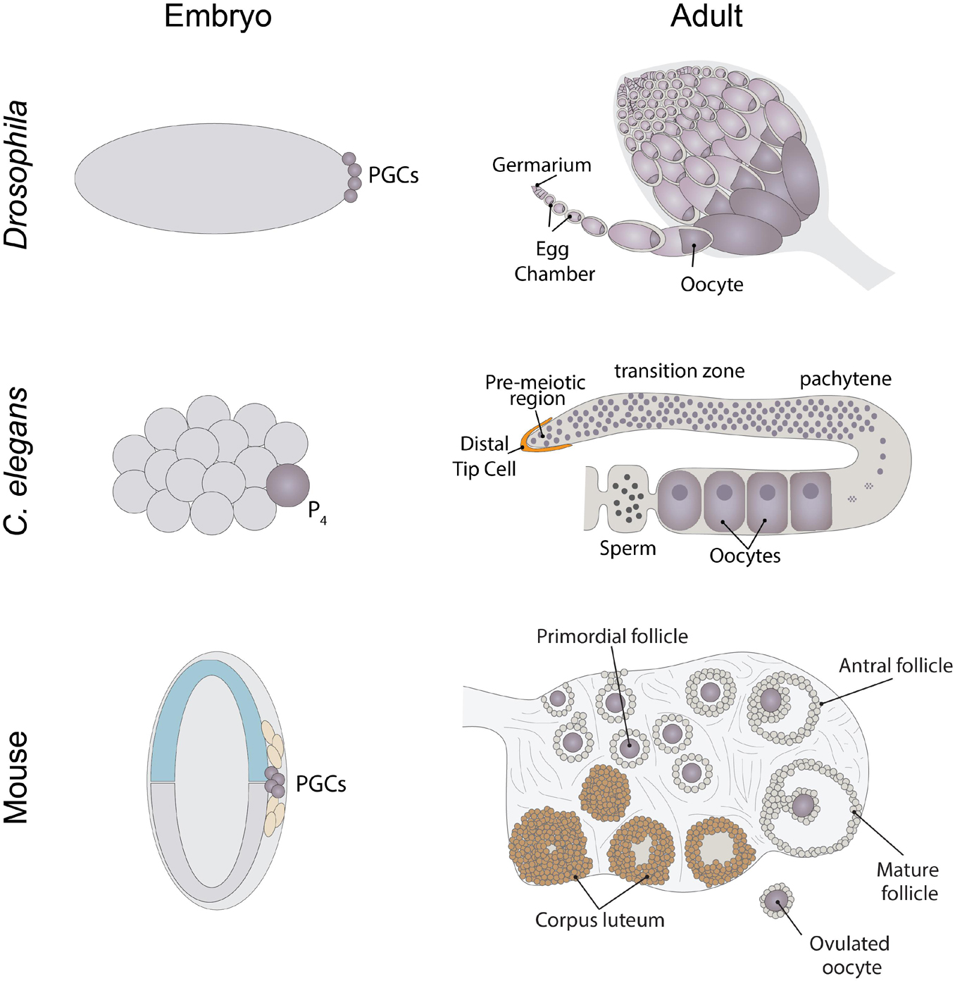 Frontiers The Dynamic Regulation Of Mrna Translation And Ribosome Biogenesis During Germ Cell Development And Reproductive Aging