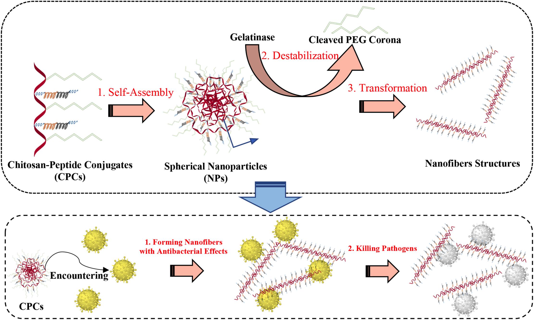 Synthetic peptides that form nanostructured micelles have potent antibiotic  and antibiofilm activity against polymicrobial infections