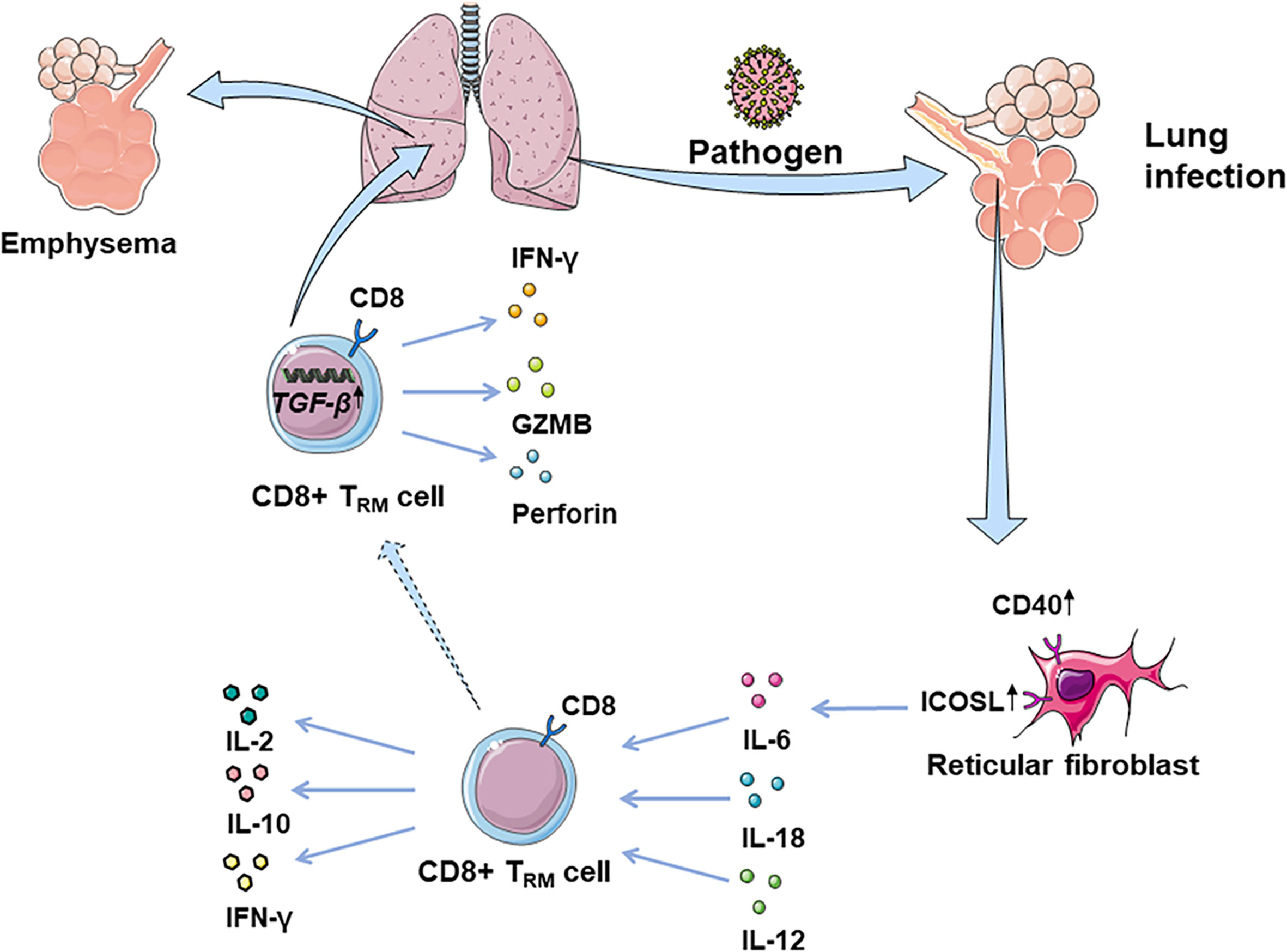 Helper T Cell, Cells at Work! Wiki