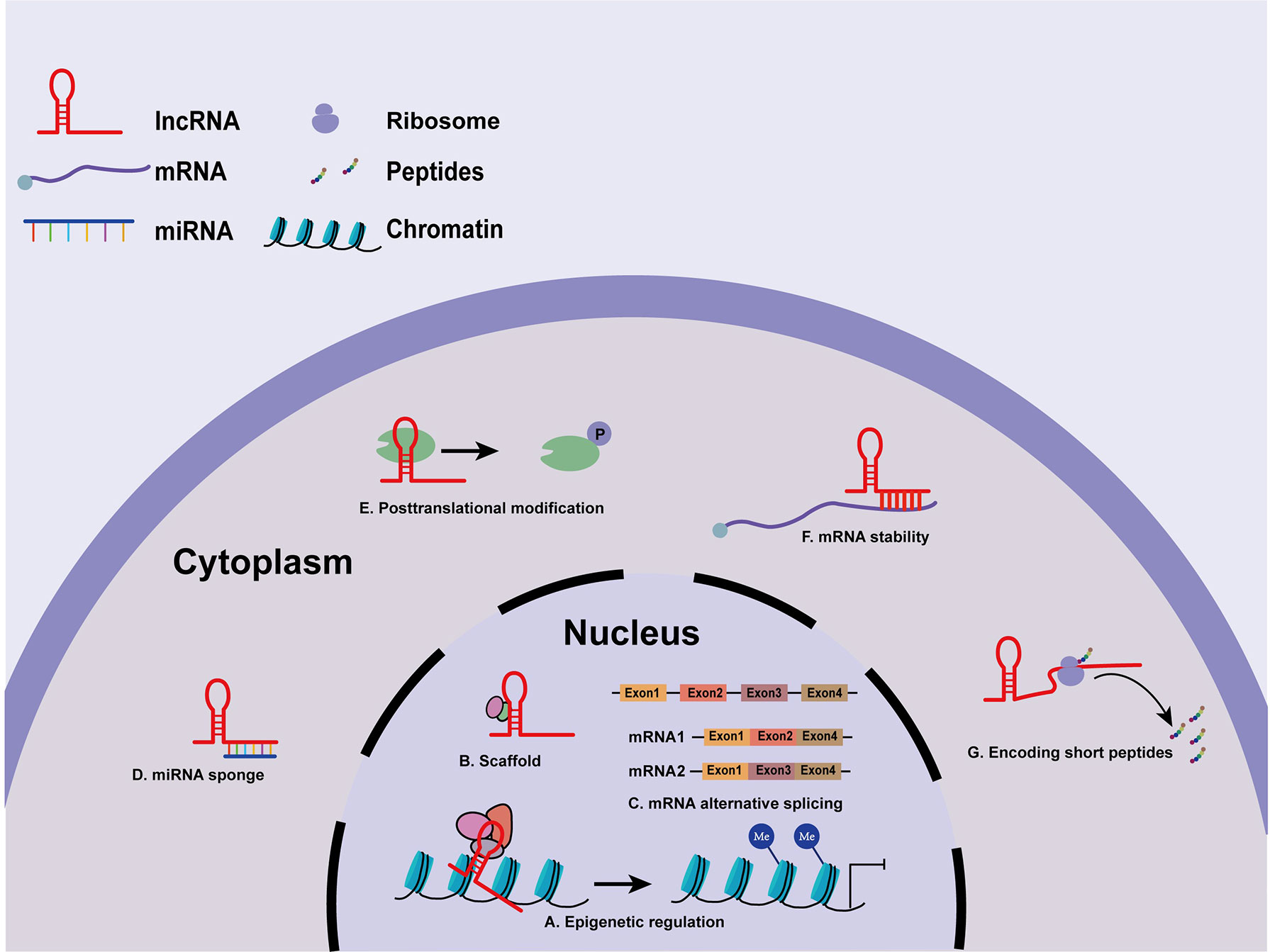 Frontiers | Long Non-Coding RNAs as Potential Diagnostic and 
