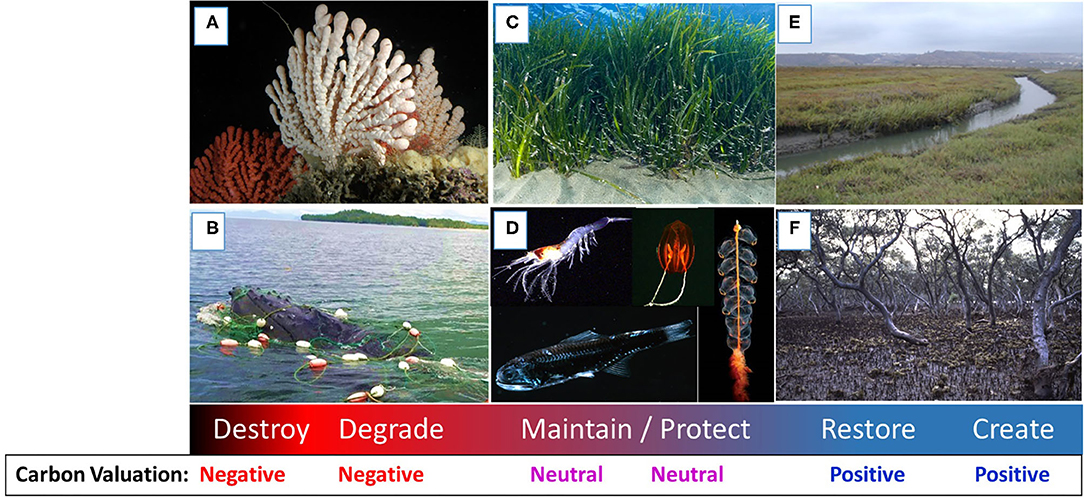 Frontiers | The Role of Blue Carbon in Climate Change Mitigation and ...