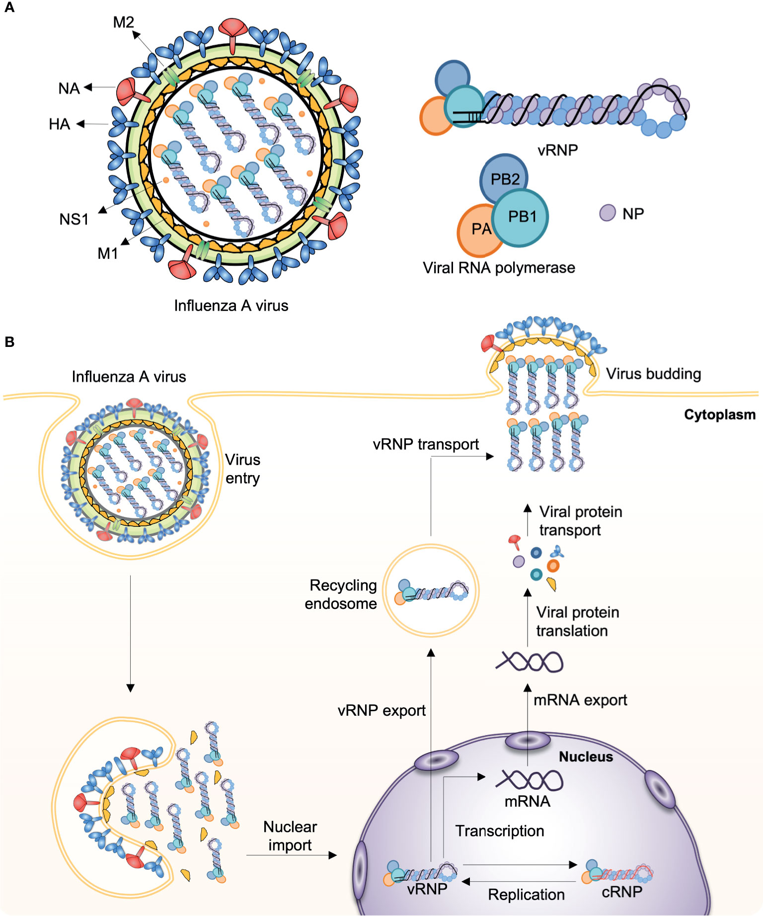 Timing and sequence of vaccination against COVID-19 and influenza