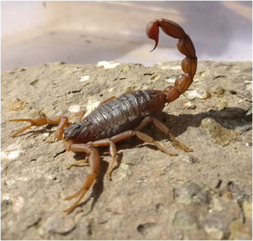 Frontiers | and Proteomic and Pharmacological Insights of Indian Red Scorpion