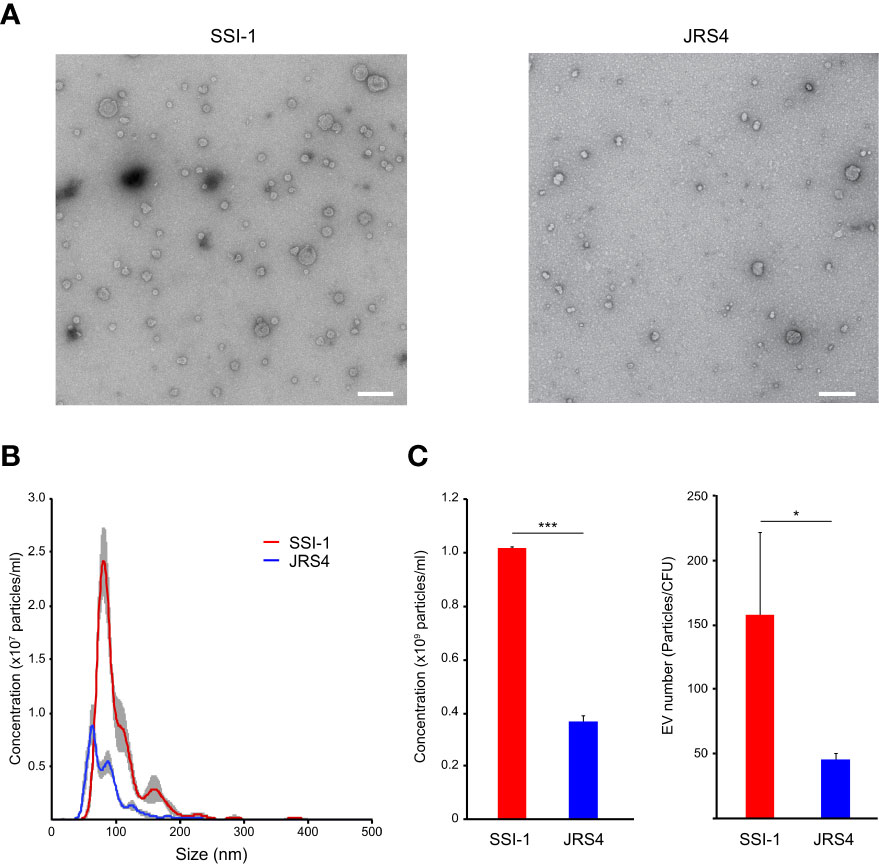 PDF) Streptococcus pyogenes evades adaptive immunity through