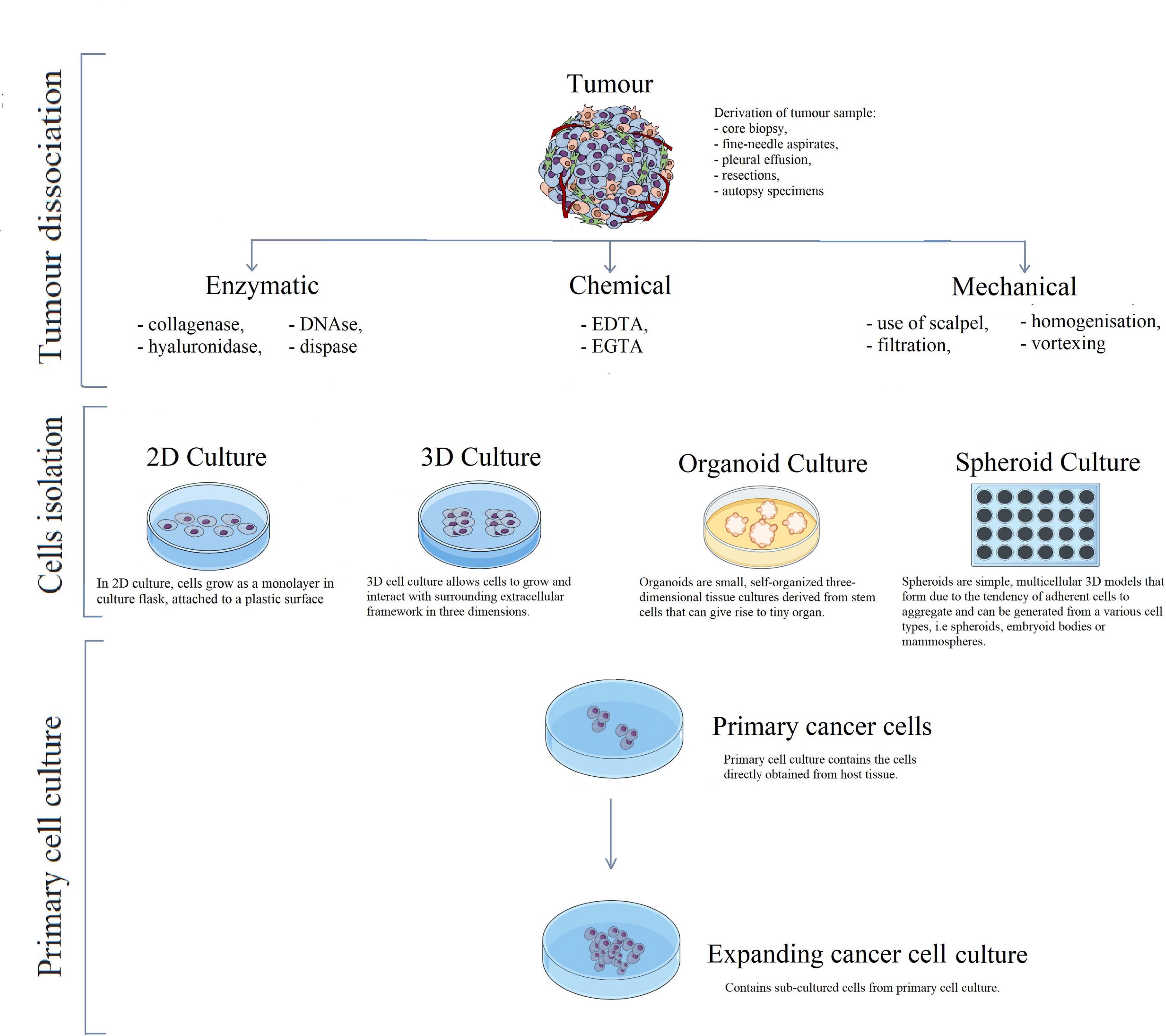 thesis cell line