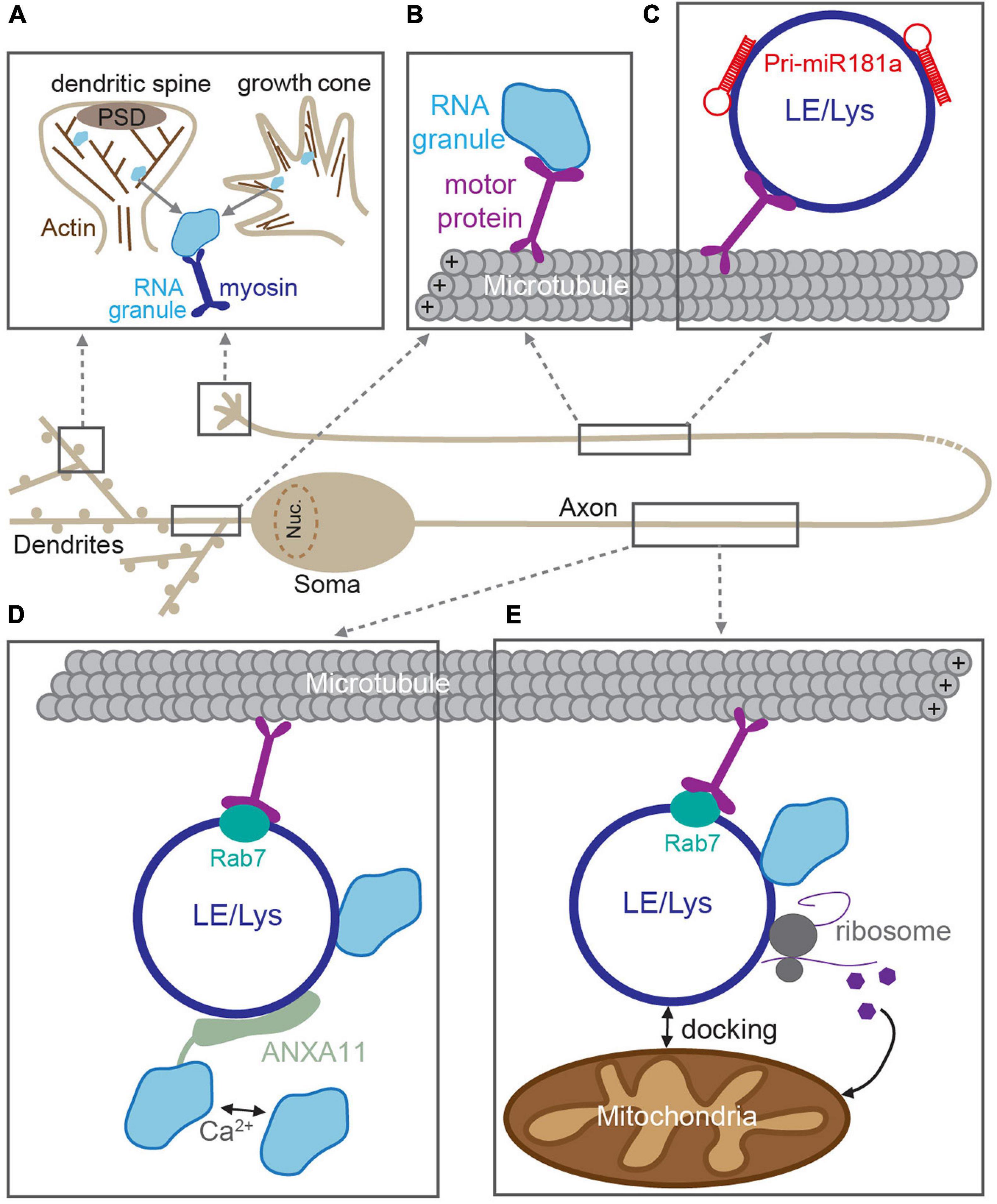 Local Protein Synthesis and Spine Morphogenesis: Fragile X Syndrome and  Beyond