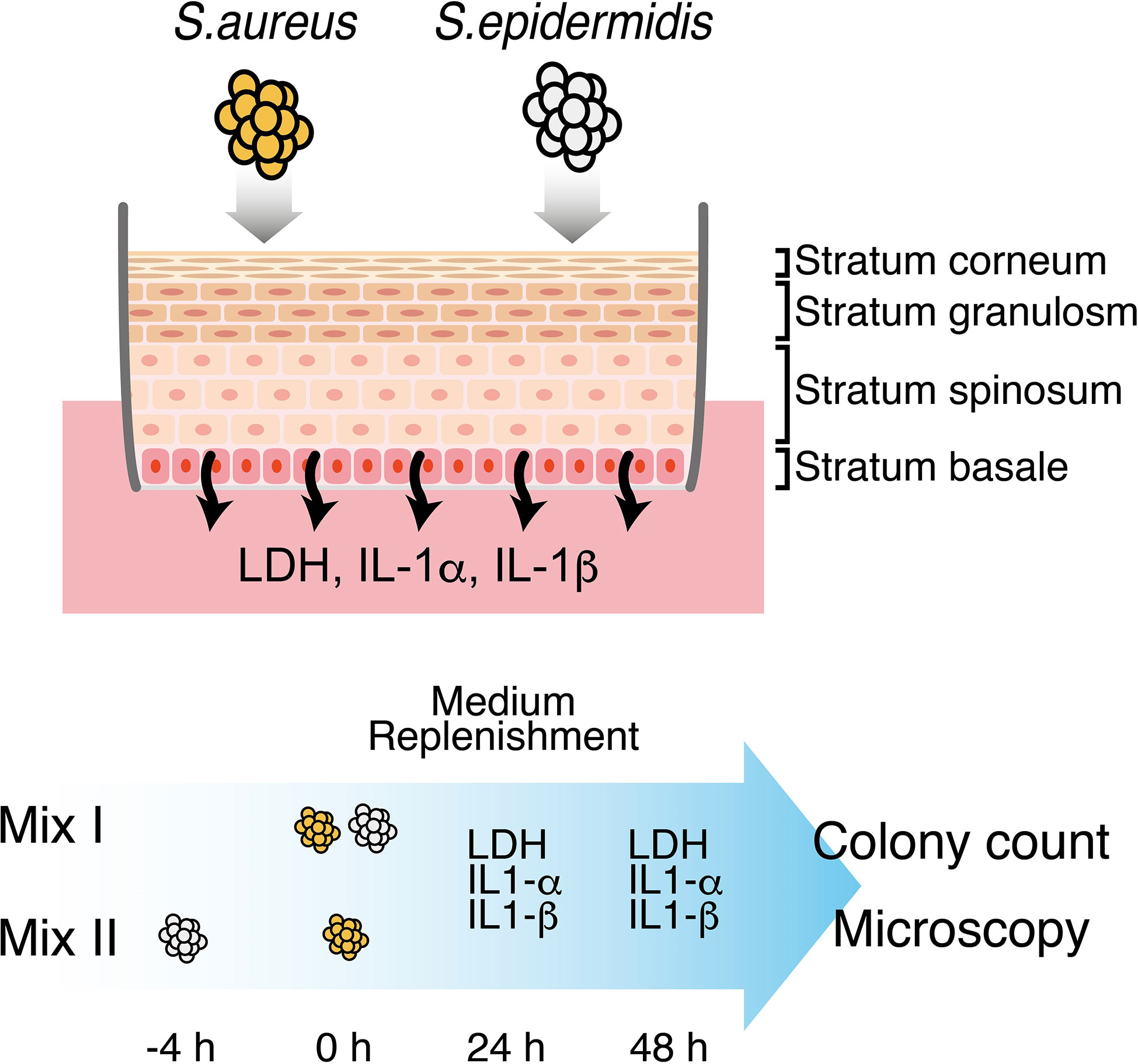 Treatment for S. aureus skin infection works in mouse model