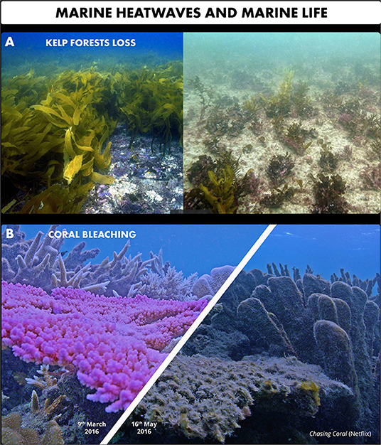 Figure 3 - Marine heatwaves have disastrous impacts on marine life.