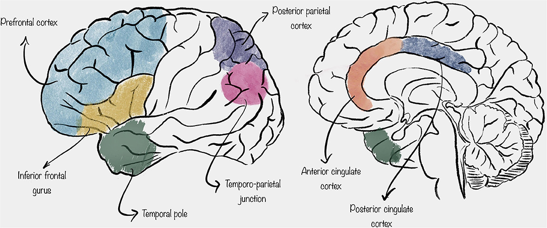Prefrontal cortex: structure and function