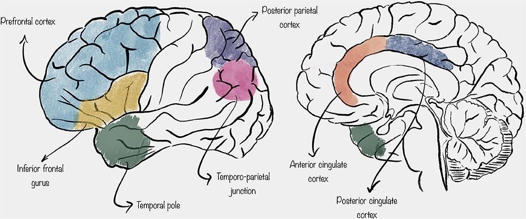 Where is Cingulate Cortex? A Cross-Species View: Trends in