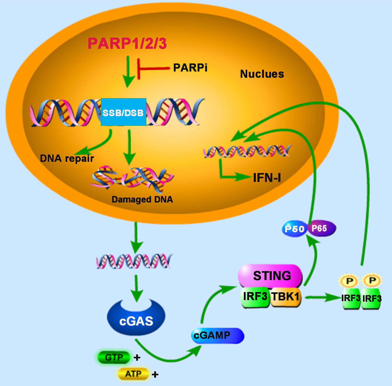 Парп 1. PARP ингибиторы. PARP механизм. PARP DNA. Механизм действия PARP-ингибиторов.