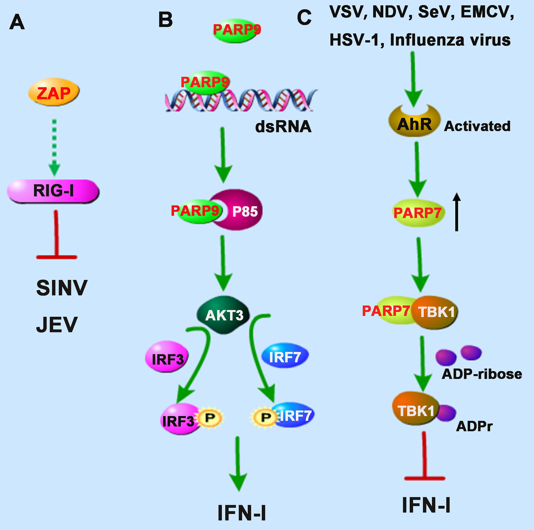 Frontiers The Critical Role of PARPs in Regulating Innate Immune