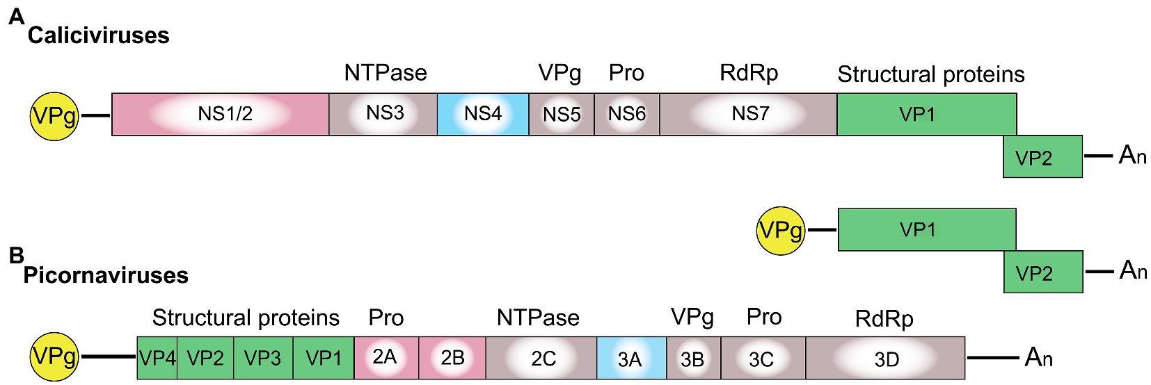 Frontiers  A Bioinformatics Approach to Investigate Structural and  Non-Structural Proteins in Human Coronaviruses