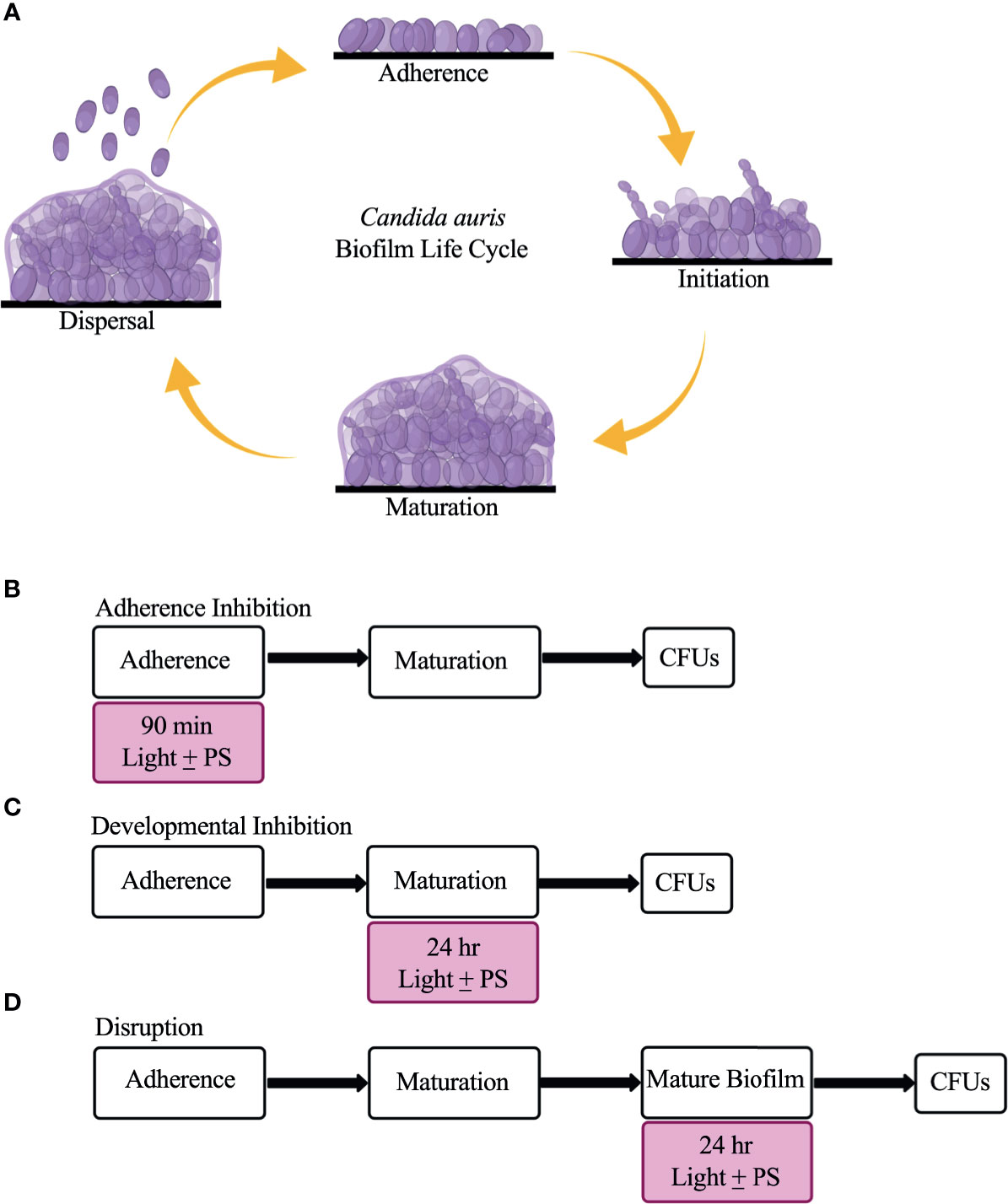 Controlling methylene blue aggregation: a more efficient alternative to  treat Candida albicans infections using photodynamic therapy -  Photochemical & Photobiological Sciences (RSC Publishing)  DOI:10.1039/C8PP00238J