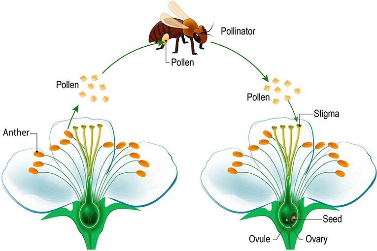 Figure 1 - A bee lands on a flower to feed and collect pollen.