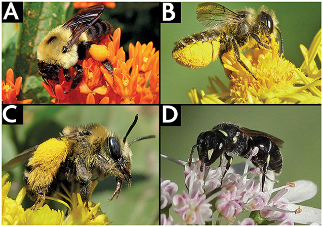 Figure 2 - Most bees carry pollen back to the nest on various parts of their bodies.